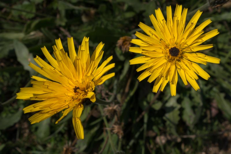 Asteracea a fiore giallo- Leontodon sp.